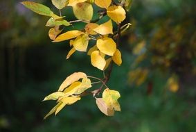 Close-up of the beautiful, yellow and green leaves in autumn