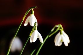 white snowdrops close up