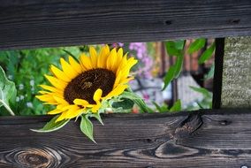 yellow sunflower behind a wooden fence