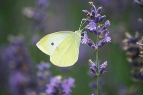 yellow butterfly on a purple flower in nature