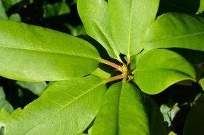 huge green leaves of a plant in bright light