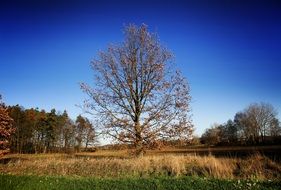 incomparable dry Leaves on Tree in countryside