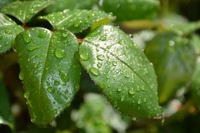 drops of water on green foliage close-up
