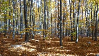 color pine forest