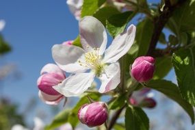 white Apple Blossom pink bud