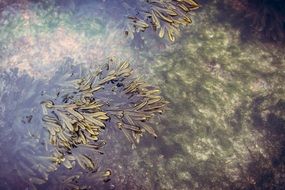 green plants in the water of a lake close-up