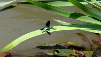 Colorful dragonfly on marsh grass on the shore of a pond