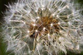 dandelion with white seeds macro