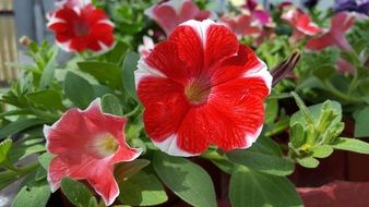 red-white petunia on the balcony