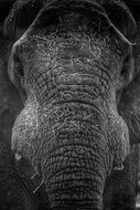 grey elephant trunk