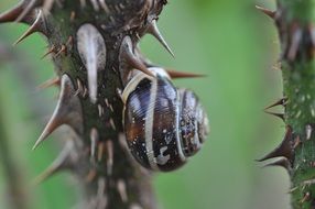 snail on a stem with thorns