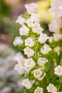 delicate white flowers in spring