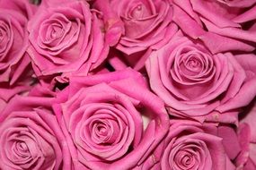 bouquet of delicate pink roses close-up