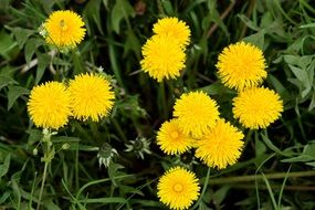 yellow dandelions in summer meadow