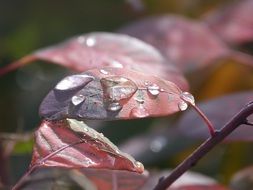 Drops Of Water on red leaves