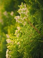 white flowers on green thuja