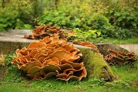 red tree fungus on Stump