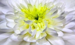 white chrysanthemum with yellow core close-up