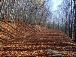 leafless forest trees in autumn