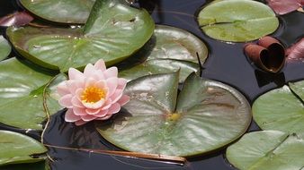 lotus flowerhead in the pond