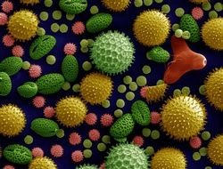 incredibly handsome Varieties Magnified