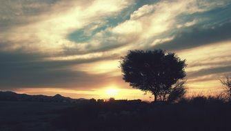 tree on the field at dawn in Spain