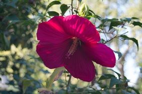 flower with red petals in the garden