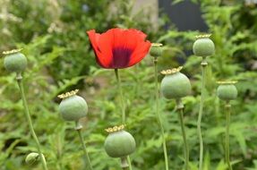 Garden Green Poppy