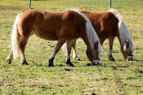 cute domestic ponies graze in a green meadow