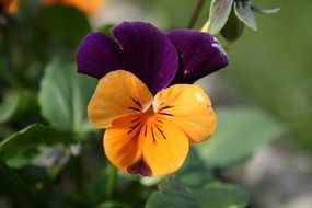 yellow-violet pansies close-up