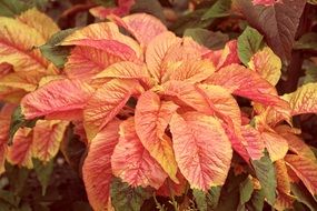 colorful yellow-red leaves of a plant in the garden