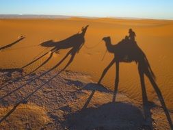 shadows from a caravan in the desert of morocco