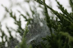 Wet Cobweb at greenery