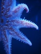 wonderful Starfish