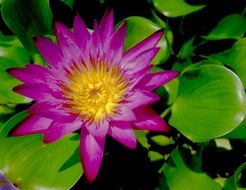 Beautiful colorful flower in nature