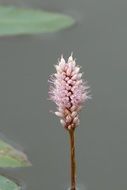 flower plant on the pond