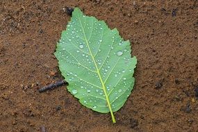 raw Leaf Close-Up