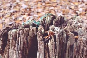 weathered Tree Stump outdoor