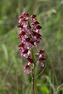 Wild Orchid in bloom