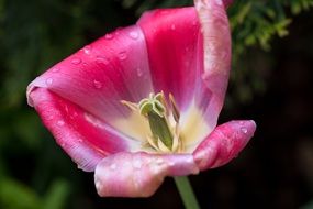 garden tulip with drops of dew