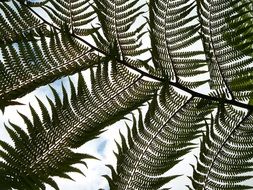 palm branch in the light closeup