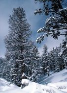 elegant winter landscape of trees