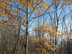 Landscape of Birch forest at the sunlight