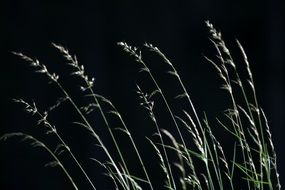 green grass on a black background