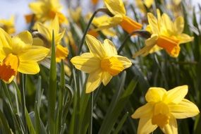 garden bed of yellow daffodils