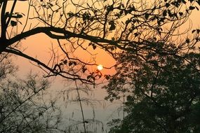 Landscape of twilight in a forest