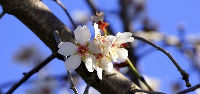 spring flowers on a branch of an apple tree close-up on blurred background