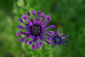 Purple Osteospermum Flowers at green background