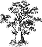 black and white drawing of a baobab on a white background