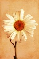 white camomile on an orange background